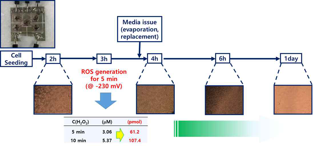 산소환원반응을 이용한 활성산소발생용 well 시스템 및 연구에 사용한 프로토콜. 세포를 먼저 gold 표면에 seeding 후 2시간의 안정화 기간을 두어 세포가 표면에 부착할 수 있도록 한 후 초기 부착 세포수를 측정함. 그로부터 한 시간 후 5분 및 10분간 60~107 pmol의 활성산소를 발생시킨 후 한 시간의 hypoxia 및 안정기를 둔 다음 배양액을 용존산소가 풍부한 새 용액으로 갈아준다음 시간에 따른 부착 세포의 개체수를 측정함. Macrophage의 대조군조차도 시간이 경과함에 따라 점차 사멸하면서 개체수가 줄어서 생장곡선을 얻는 데에 실패함