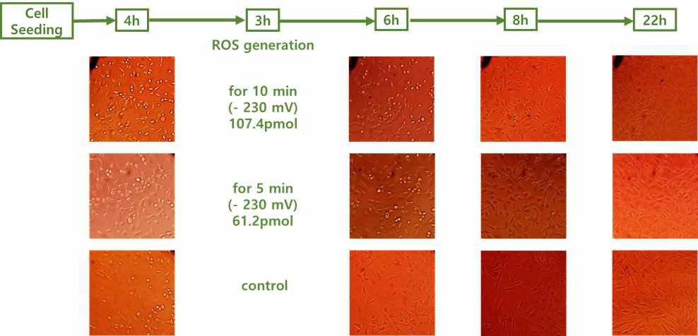 Fibroblast를 이용한 모델 시스템에서의 활성산소 반응선 연구. 지속적으로 개체수가 증가하는 대조군에 비해 활성산소를 발생시킨 실험군은 시간이 경과함에 따라 상대적으로 개체수가 감소했다가 살아남은 세포들이 다시 증식하는 거동을 나타냄