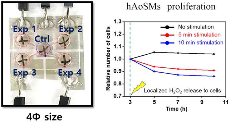 세포배양이 가능한 전기화학적 활성산소발생용 플랫폼을 이용한 평활근 세포 증식 제어 실험. 5, 10분간의 활성산소 발생으로 7시간 이상 증식이 억제됨이 확인됨(Langmuir, Vol. 35 (2019), pp.3634-3642)