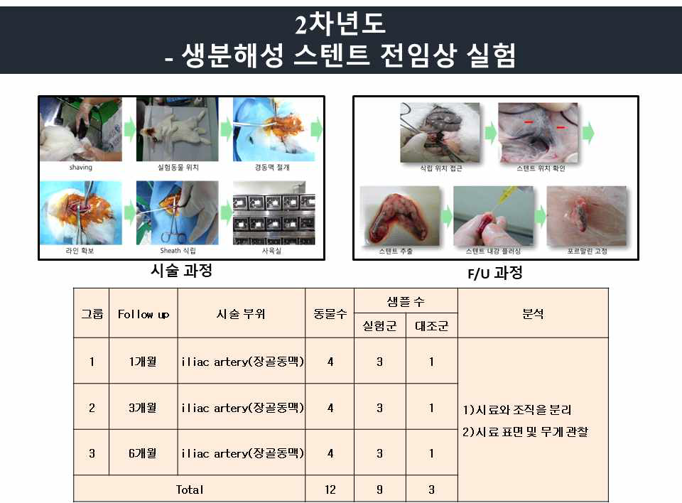 토끼 동물 시험 과정 및 조직 분리 진행