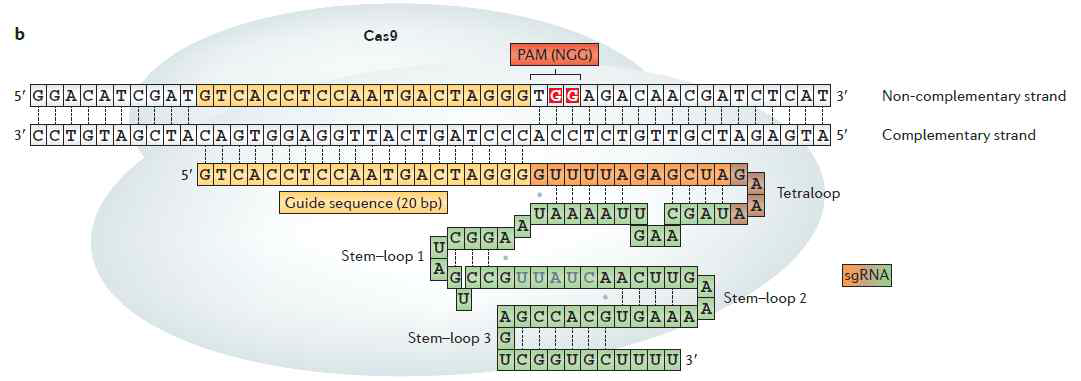 CRISPR/Cas9 유전자가위. 타겟염기서열의 5’쪽 부분은 가이드 RNA (single guide RNA, sgRNA)가 상보적인 염기서열 결합에 의해 인지하고, 3’쪽 부분은 Cas9이 직접 인지하는데 이 부위를 PAM (Protospacer adjacent motif)이라고 부름. 이렇게 타겟염기서열의 5’쪽과 3’쪽이 모두 인지되면, Cas9의 nuclease domain이 타겟염기서열에 이중쇄절단(double strand break)을 일으킴 (그림은 본 저자가 제1저자로 작성한 Kim et al. Nature Reviews Genetics, 2014에서 따 왔음)