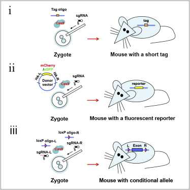 유전자가위를 이용한 다양한 knockin 생쥐의 제작 (Yang et al. Cell 2013)