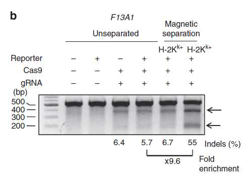 마그네틱을 이용한 녹아웃세포의 선별(Nature Communications 2014)
