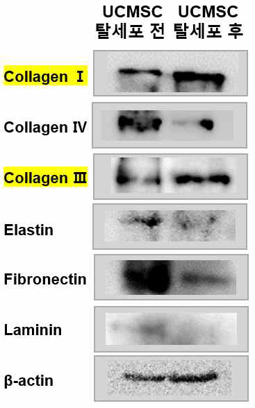 UC-MSC의 탈세포 전/후 ECM 단백질 분석