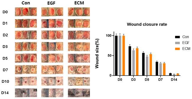 최적화 ECM patch의 창상 회복 성능 재현성 평가 비임상 시험 육안 소견