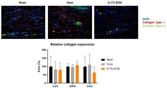 0.1% ECM 패치 적용 후 21일 차 조직에서 collagen type Ⅰ과 collagen typeⅢ의 발현량 분석