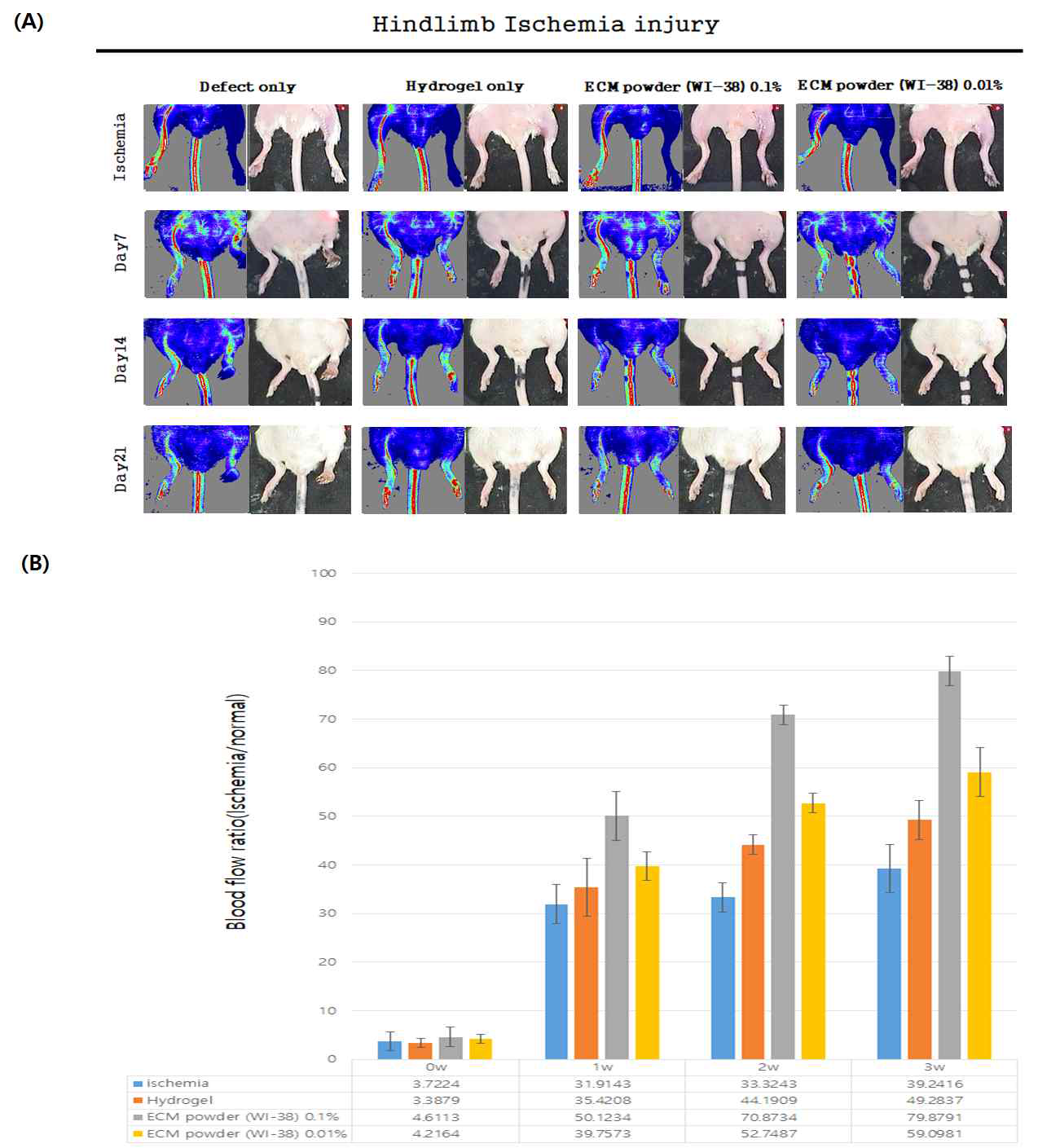 3주간 혈류개선이 이루어진 변화 사진(A)과 정량적 그래프(B)