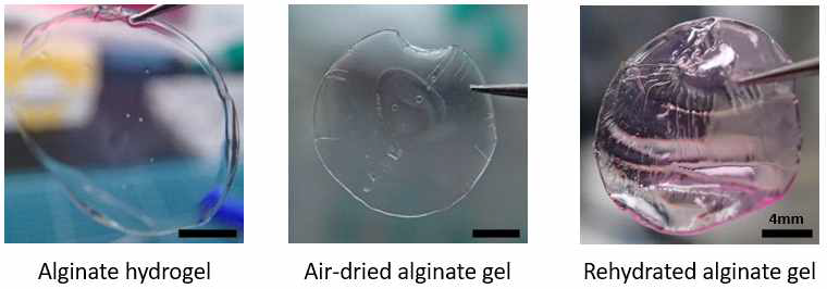 각 제작과정의 alginate patch의 실제 모습