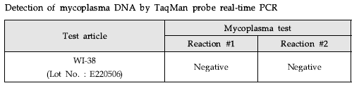마이코플라스마 DNA 검출 결과