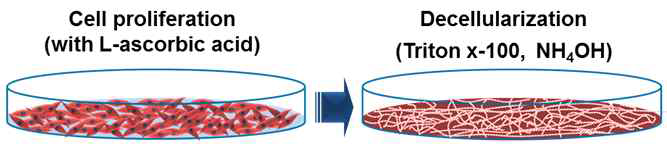 탈세포화 ECM 메트릭스의 제조 모식도