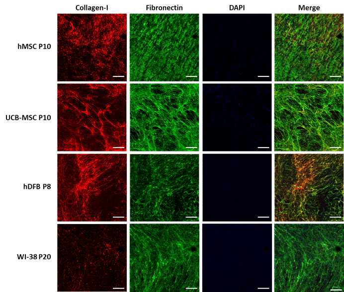 Fibronectin 및 col1형 면역형광염색을 통한 ECM 메트릭스의 표면 분석