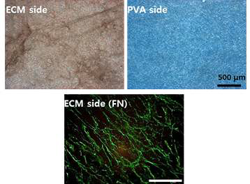 ECM/PVA 멤브레인 양쪽의 표면 형상의 광학현미경 이미지와 fibronectin 면역형광염색 이미지