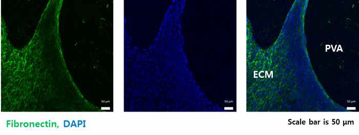 ECM/PVA 멤브레인에 부착된 WI38 세포 이미지