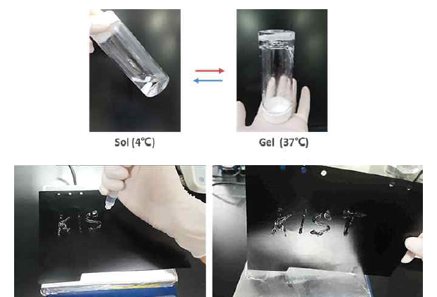 체온 영역에서 졸-젤 (sol-gel) 상전이 후 하이드로젤이 생성되는 실제 모습