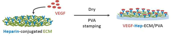 Heparin-conjugation 방식을 통한 ECM 패치 제작 모식도