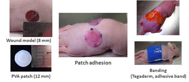 full thickness wound 모델에서 세포 담지 ECM/PVA 패치의 적용