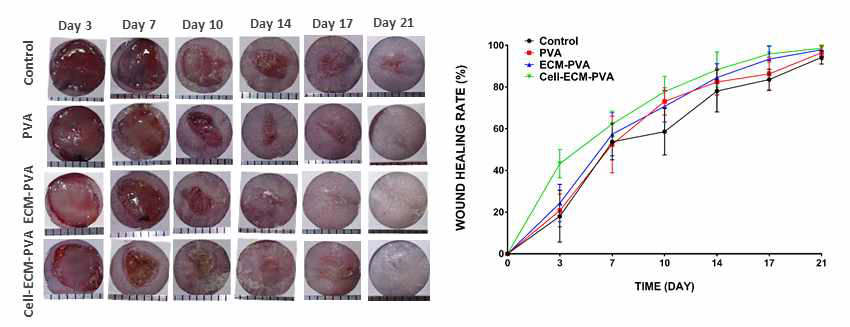 육안적 평가와 wound healing rate의 측정