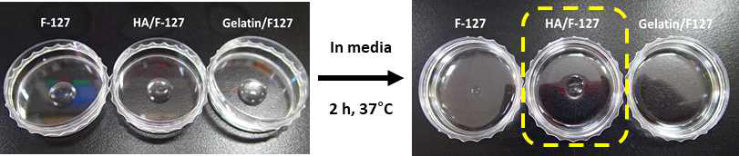 플루로닉 F-127과 히알루론산 및 젤라틴이 각각 혼합된 하이드로젤의 제작 및 분해성 평가 결과