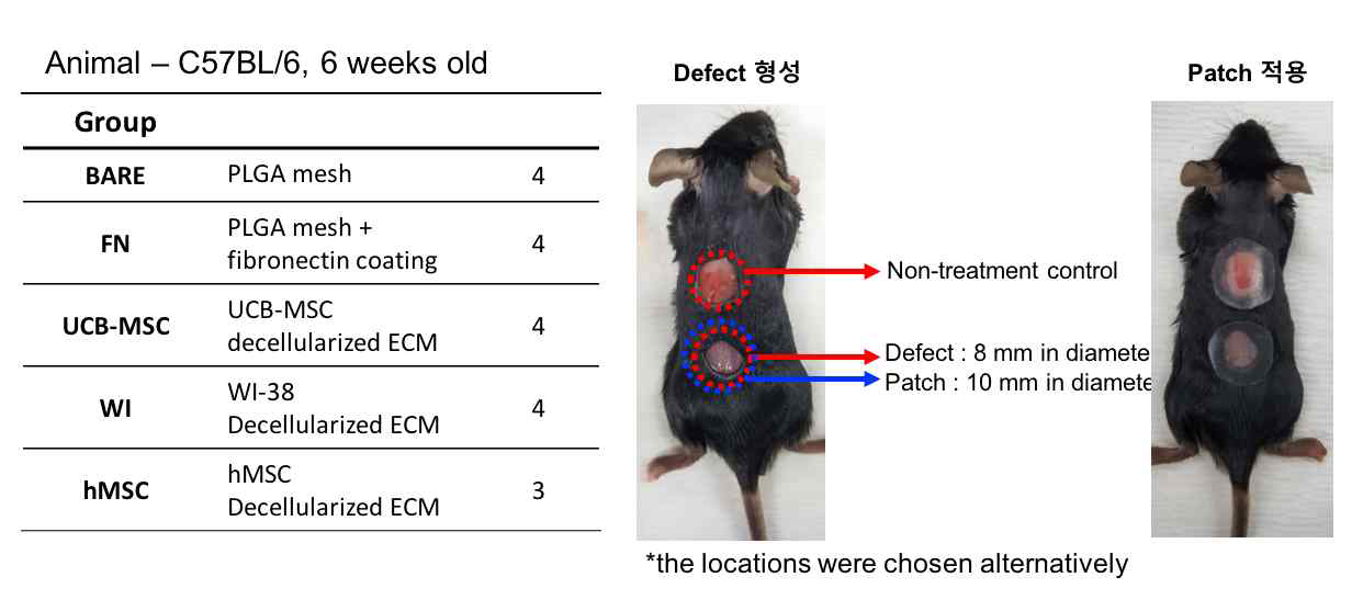 full thickness wound 모델에서 film 타입의 ECM 패치의 적용