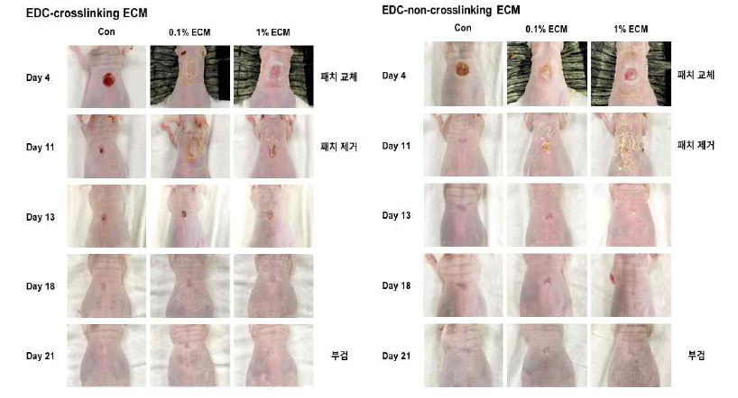 EDC-crosslinking 여부에 따른 재생 효능의 육안적 평가