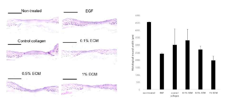 ECM 농도에 따른 재생 효능의 조직학적 평가(21일차)