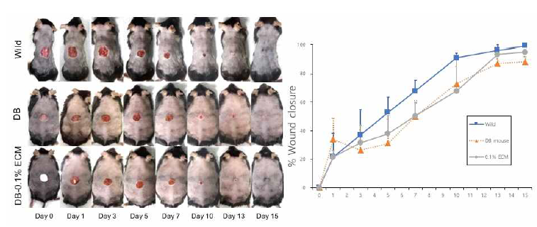 당뇨병 동물 모델에서 ECM 패치 적용에 따른 재생 효능의 육안적 평가