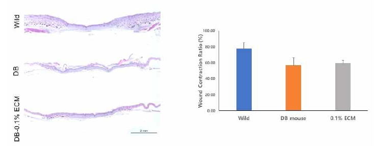 당뇨병 동물 모델에서 ECM 패치 적용에 따른 재생 효능의 조직학적 평가