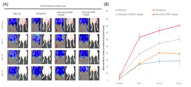 Hindlimb ischemia model을 제작하여 제작 당일(ischemia), Day 7, Day 14 그리고 Day 21로 총 4회에 걸쳐 Laser Doppler 촬영(A). 촬영 후 Blood flow ratio (Ischemia/normal, Green & yellow & red color) 정량화 그래프(B)