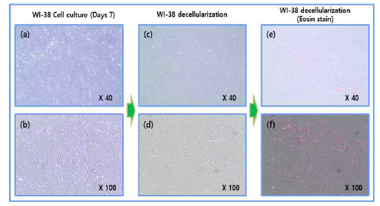 WI-38 세포 배양(7일) 후 Eosin stain을 통한 탈세포 확인