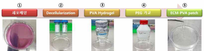 WI-38 cell 탈세포 후 고분자-ECM 멤브레인 제조