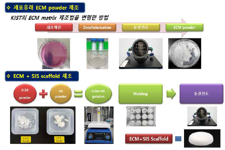 ECM 분말과 SIS 분말를 혼합하여 gelation 후 ECM-SIS 패치 제조