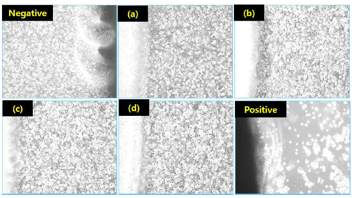 세포독성시험 정성적 결과. Negative: HDPE film, (a) ECM(0.3%)+SIS(1%), (b) ECM(0.3%)+SIS(1%)-washing, (c) ECM(0.3%)+SIS(1%)-EDC crosslinking, (d) ECM(0.3%)+SIS(1%)-EDC crosslinking-washing, Positive: 0.1% ZDEC+PU film