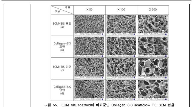 ECM-SIS scaffold와 비교군인 Collagen-SIS scaffold의 FE-SEM 관찰