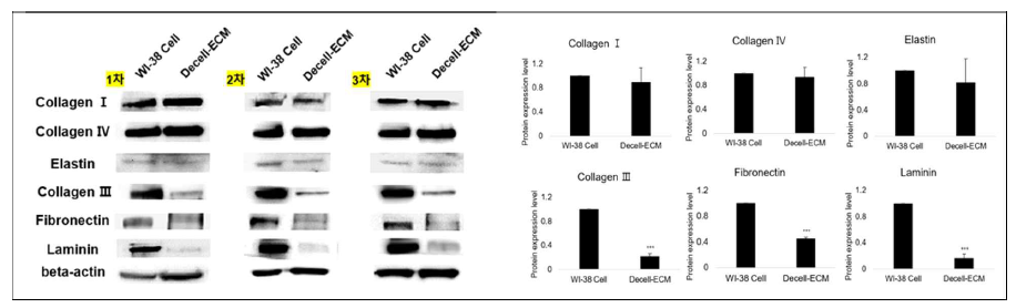 WI-38 cell 탈세포 전/후 ECM 성분 western blot 결과