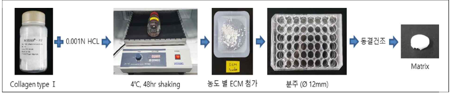 CM + Collagen matrix 제조 과정
