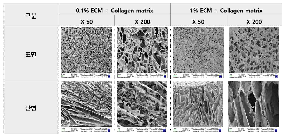 ECM/Collagen matrix FE-SEM 분석