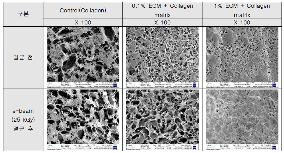 전자선 멸균 전/후 ECM + Collagen matrix FE-SEM 분석