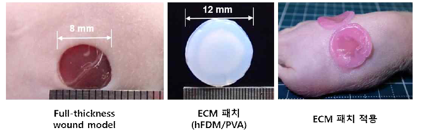Full-thickness wound model에서 세포 담지 ECM 패치 적용
