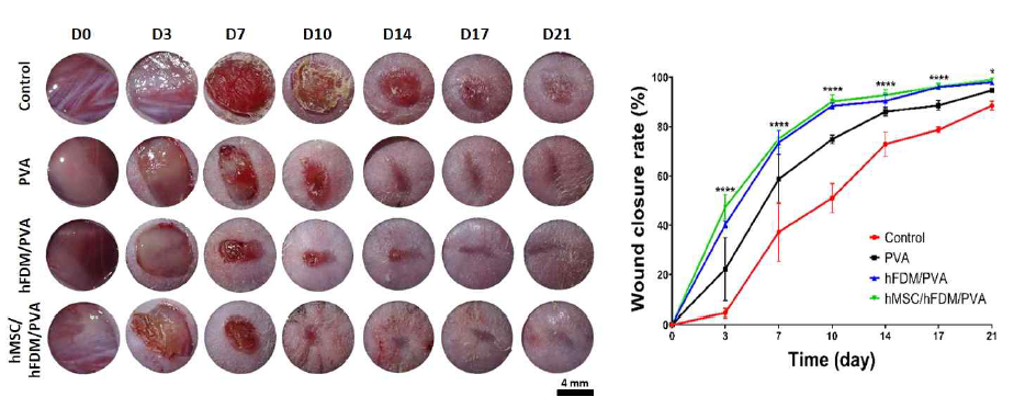 창상 변화의 육안적 평가와 wound closure rate의 측정