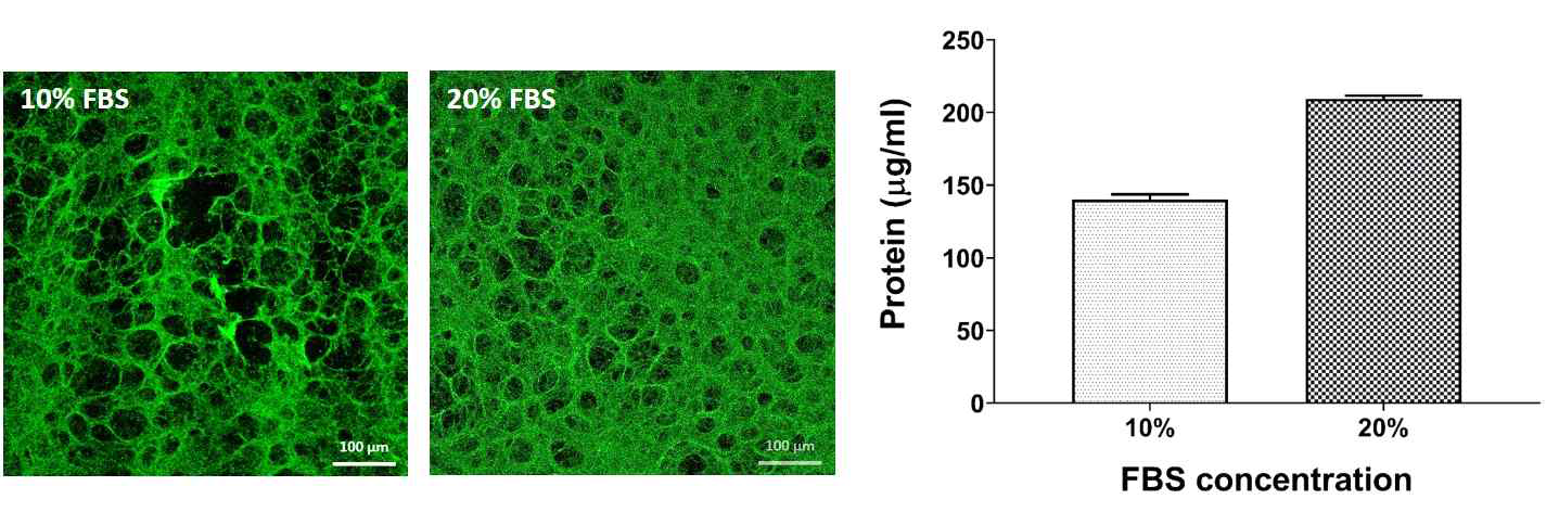 파이브로넥틴 형광 염색 사진과 단백질 정량 비교