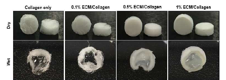 ECM/Collagen 패치 dry, wet 조건의 외형 이미지