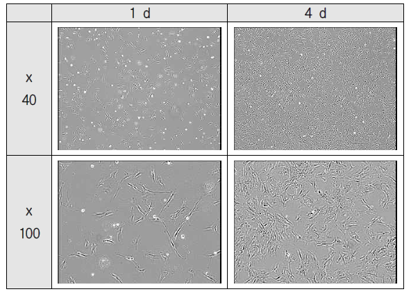 UCB-MSC의 morphology 확인