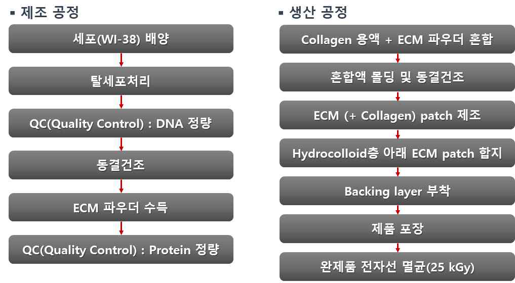 ECM / collagen matrix 및 ECM 패치 제조 공정 및 생산 공정 요약