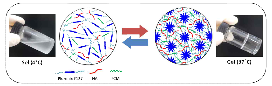 ECM 패치(gel 타입) 제조 및 졸-겔 전이 모식도