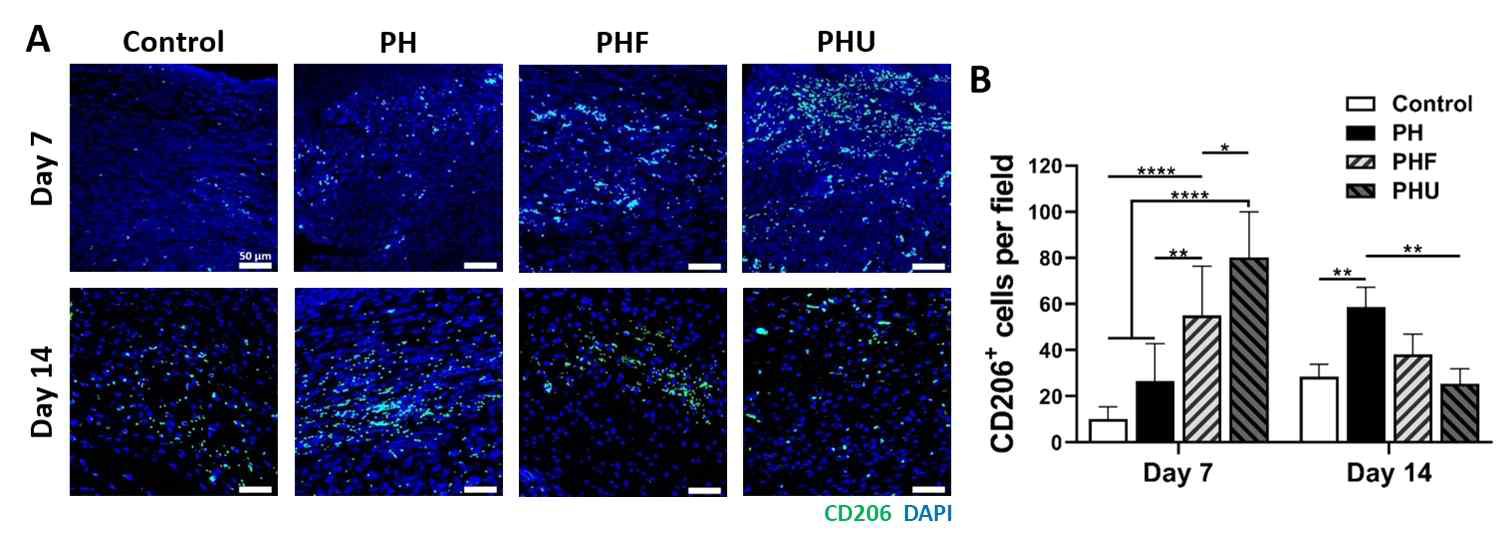 재생된 조직 내 형광염색 사진과 CD206 발현 세포 수 정량화 그래프