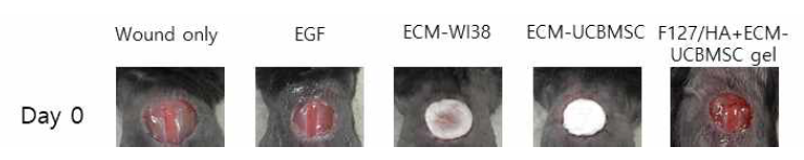 시작품 ECM으로 준비중인 UCBMSC유래 ECM과 WI38 유래 ECM에 대한 유효성 평가를 위한 비임상 시험 (진행중-4차년 종료 시점에 최종 결과 확인 예정)