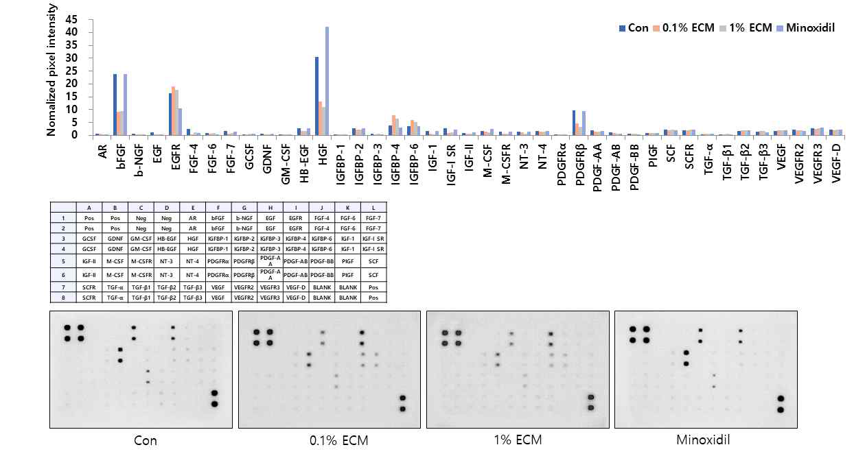 Hair growth promotion에 대한 human growth factor antibody array를 통한 ECM의 영향 평가