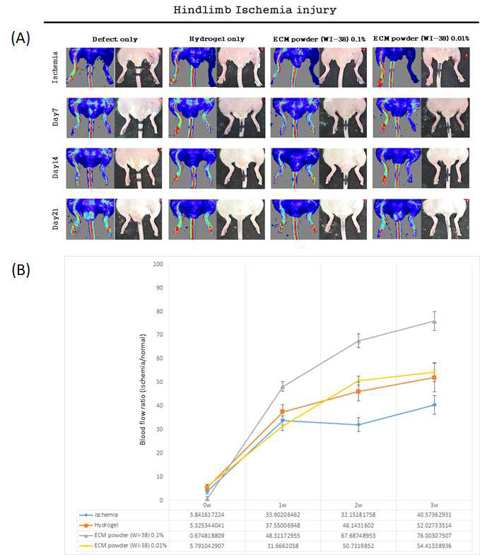 (A)Hindlimb ischemia model을 제작하여 제작 당일(ischemia), Day 7, Day 14 그리고 Day 21로 총 4회에 걸쳐 Laser Doppler촬영을 하였다. (B)촬영 후 Blood flow ratio (Ischemia/normal, Green & yellow & red color) 그래프화