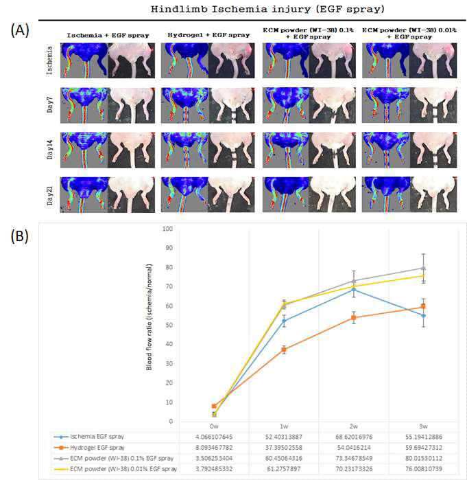 기존의 실험군에 신생혈관 성장인자(EGF)를 spray를 추가하여 실험을 진행 하였다. (A)Hindlimb ischemia model을 제작하여 제작 당일(ischemia), Day 7, Day 14 그리고 Day 21로 총 4회에 걸쳐 Laser Doppler촬영을 하였다. (B)촬영 후 Blood flow ratio (Ischemia/normal, Green & yellow & red color) 그래프화