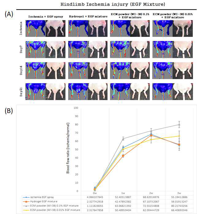 기존의 실험군에 신생혈관 성장인자(EGF)를 mixture를 제작하여 실험을 진행 하였다. (A)Hindlimb ischemia model을 제작하여 제작 당일(ischemia), Day 7, Day 14 그리고 Day 21로 총 4회에 걸쳐 Laser Doppler촬영을 하였다. (B)촬영 후 Blood flow ratio (Ischemia/normal, Green & yellow & red color) 그래프화